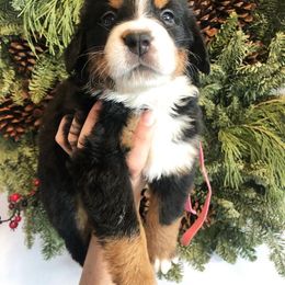 Bernedoodle and Bernese Mountain Dog Puppies from Montana Berners