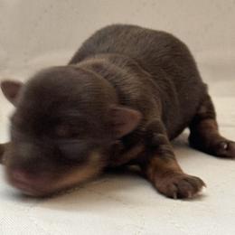 Puppy 6 - Chocolate and tan female Yorkshire Terrier puppy in Elizabeth, Indiana from Dwayne’s Yorkshire Terriers