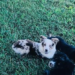 Jessie - Miniature Australian Shepherd