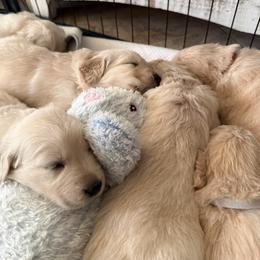 Golden Retriever puppies from Az K9 Companions