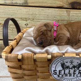 Skye - Dark golden female Golden Retriever puppy in Pelham, Georgia from Sellers Kennels