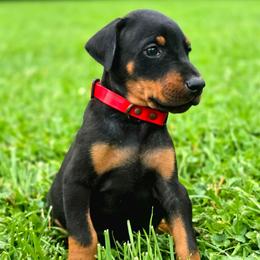 GULA - Black and rust male Doberman Pinscher puppy in Lebanon, Ohio from Lady Mae Bassets & Doberman