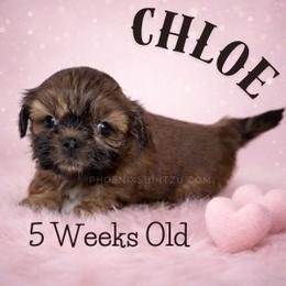 Chloe - Gold female Shih Tzu puppy in Hayden, Idaho from Phoenix Shih Tzu