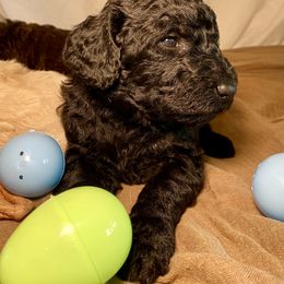 Poodle Puppies from Designer Poodles