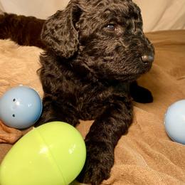 Poodle Puppies from Designer Poodles