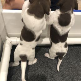 German Shorthaired Pointer Puppies from Chasing Kaya GSP Breeder