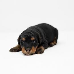 Dorthy - Phantom female Goldendoodle puppy in Columbus, Montana from Comfort Doodle
