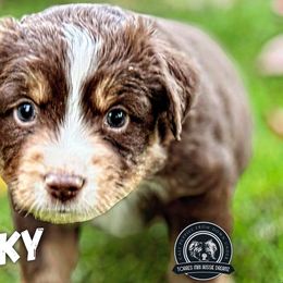 Chunky - Red tri Miniature Australian Shepherd puppy in Riverbank, California from Torres Mini Aussie Dreamz