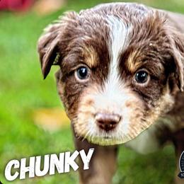 Chunky - Red tri Miniature Australian Shepherd puppy in Riverbank, California from Torres Mini Aussie Dreamz