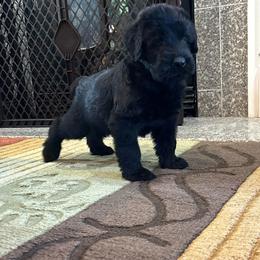 Sirius - Black male Giant Schnauzer puppy in Noblesville, Indiana from Stratton House Kennels