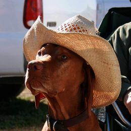 Vizsla All Grown Up from Betty's Vizslas