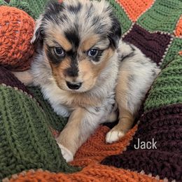 Jack - Blue merle male Australian Shepherd puppy in Roy, Utah from Sage House Pups