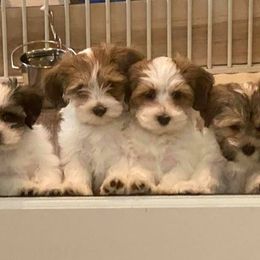Havanese Puppies from Pam Baird's Havanese Puppies
