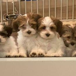 Havanese Puppies from Pam Baird's Havanese Puppies