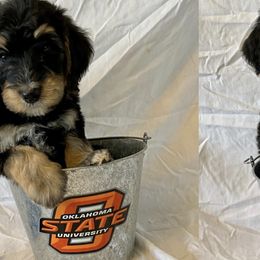 Bernedoodle Puppies from Crider’s Critters
