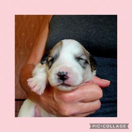 Sensation- light pink collar - White and badger female Great Pyrenees puppy in Mikado, Michigan from Brittain Family Farm