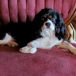 Cavalier King Charles Spaniels from Rutherglen Cavaliers