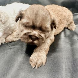Boy 1 - Liver Shih Tzu puppy in Johnstown, Pennsylvania from Country Shih Tzu