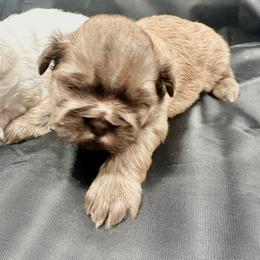 Boy 1 - Liver Shih Tzu puppy in Johnstown, Pennsylvania from Country Shih Tzu