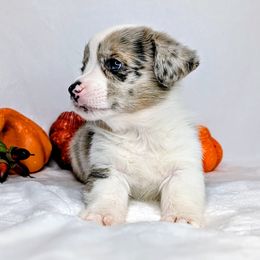 Merle aka Blue - Blue merle and white male American Corgi puppy in Clarksville, Tennessee from Cold Creek Family Farm LLC