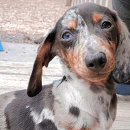 Dachshunds from Ember Creek Doxies