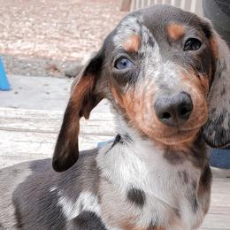 Dachshunds from Ember Creek Doxies