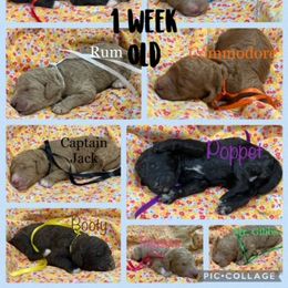 Poodle Puppies from Stunningly Sweet Standards