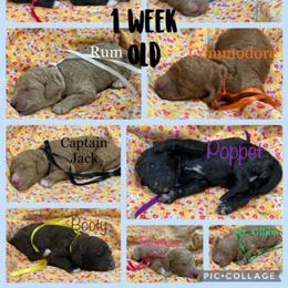 Poodle Puppies from Stunningly Sweet Standards