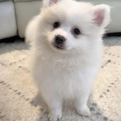 American Eskimo Dogs from Ariabella’s Eskies