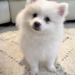 American Eskimo Dogs from Ariabella’s Eskies