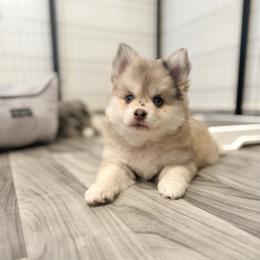 Panko - Merle male Pomsky puppy in Orange County, California from Pomsky Playpen