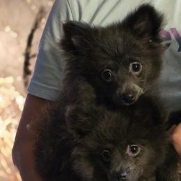 Brittany - Blue female Pomeranian puppy in Mays Landing, New Jersey from KB Pom Pups