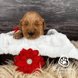 Aura - Sable female Goldendoodle puppy in Utah County, Utah from Big Hearted Breeders