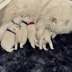 Japanese Spitz Puppies from Mika Japanese Spitz