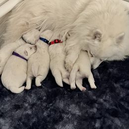 Japanese Spitz Puppies from Mika Japanese Spitz