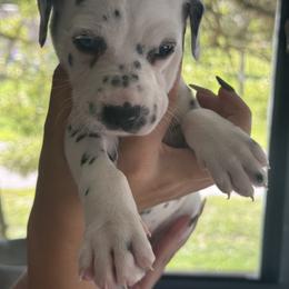 Briar - White and black male Dalmatian puppy in Lehigh Acres, Florida from PupsMansion