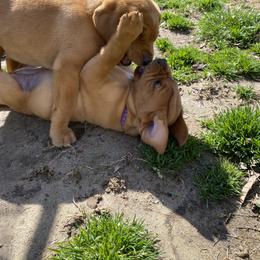 Labrador Retriever Puppies from Triple Threat Labradors