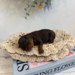 Meadow - Chocolate female Cavapoo puppy in Mesa, Arizona from Floralie Doodles