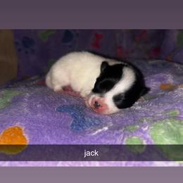Jack - Black parti male Pomeranian puppy in Illinois from Maribel Poms