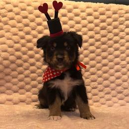 Minimal white BTF - 2 blue eyes - Black tri female Miniature Australian Shepherd puppy in Connelly Springs, North Carolina from Appalachian Aussies