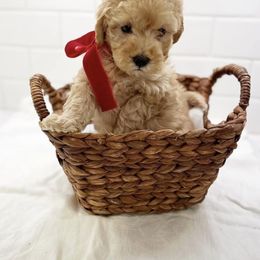 Goldendoodle Puppies from Proctor’s Petite Goldendoodles