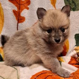 BUDDY 1 - Wolf sable male Pomeranian puppy in Lore City, Ohio from Tonia's Pomeranians