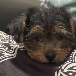 Cookie - Black and tan female Yorkipoo puppy in Shelby, North Carolina from Precious pups dynasty kennel