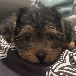 Cookie - Black and tan female Yorkipoo puppy in Shelby, North Carolina from Precious pups dynasty kennel