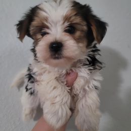 Yorkshire Terrier puppies from Yorkie Your Soulmate Puppy