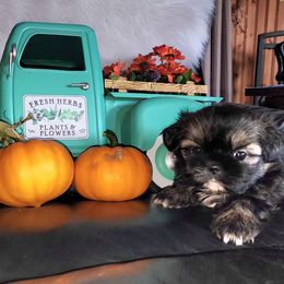 Kiara - Sable and white female Shih Tzu puppy in Center Point, Iowa from Puppies in a Box Shih tzus