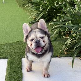 Eilo - French Bulldog
