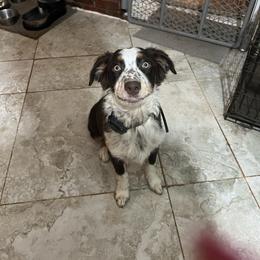 Sally - Red tri-color female Australian Shepherd puppy in Stone Mountain, Georgia from True Blue Friends