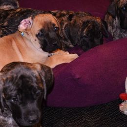 Mastiffs from Lone Star Legends Mastiffs