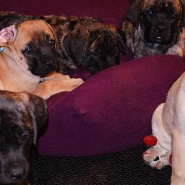 Mastiffs from Lone Star Legends Mastiffs